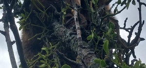 Sivas'ta armut ağacında mahsur kalan 2 ayı yavrusu kurtarıldı