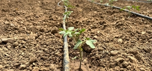 Aksu'da yayla seracılığı artıyor