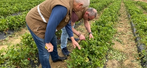 Köprübaşı'nda doludan etkilenen arazilerde hasar tespiti