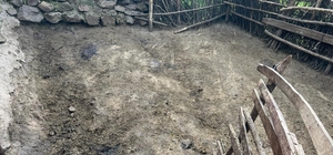 Elazığ'da ağıla giren kurtlar 21 koyunu telef etti