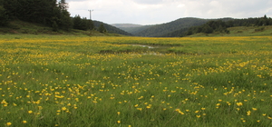 Çankırı'nın Yapraklı ilçesinde doğa, ilkbaharda açan çiçeklerle sarıya boya...
