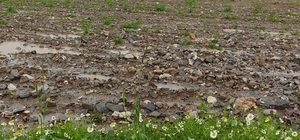 Şuhut'ta sağanak ve doludan etkilenen tarım arazilerinde çalışma başlatıldı