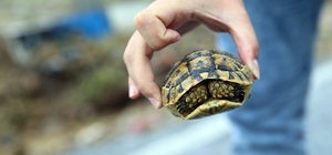 Aydın'da sağanak hayatı olumsuz etkiledi