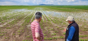Eskişehir'de yağıştan etkilenen tarım alanlarında hasar tespiti başlatıldı