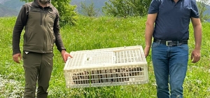 Hakkari'de doğaya 650 keklik salındı