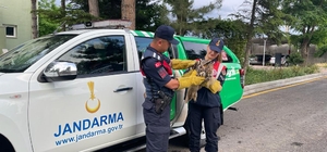 Malatya'da yaralı bulunan kulaklı orman baykuşu tedaviye alındı