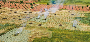 Gastronomi kenti Gaziantep'te firik yapımına başlandı