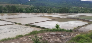 Kastamonu Hanönü'de çeltik tarlaları su altında kaldı