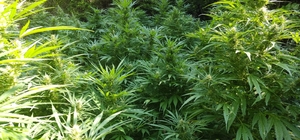 Osmaniye'de zeytin bahçesinde 80 kök kenevir ele geçirildi