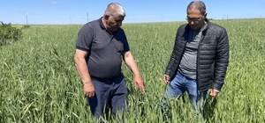 Hububat alım fiyatları Yozgat'ta çiftçinin beklentisini karşıladı