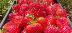 Derbent'de çilek hasadı başladı