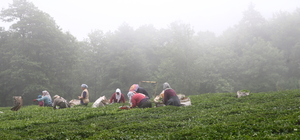 Giresun'da yeni sürgün çay hasadına başlandı