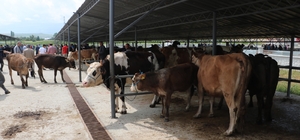 Afyonkarahisar'da hayvan pazarlarında hareketlilik başladı