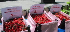 Ödemiş'te kiraz ve meyve fidanı düzenlendi