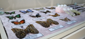 Bolu'da okul bünyesinde açılan müzeyle çocuklara doğa bilinci aşılanıyor