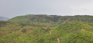 Manavgat'ta yanan ormanlık alanlarda yeşeren fidanlar 50 santimetreye ulaşt...