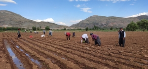 Adıyaman'da tütün fidanları toprakla buluştu