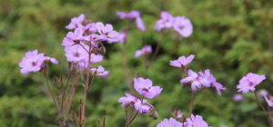 Yapraklı ilçesi yağmurların ardından açan güneşle yeşil tonlara büründü