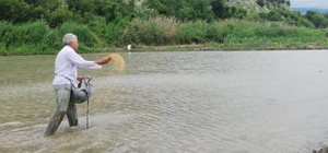Kastamonu'da atıl araziye deneme amaçlı çeltik ekildi