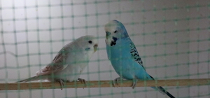 Burdur'daki tarım lisesi hayvancılık alanında da yetkin bireyler yetiştiriyor