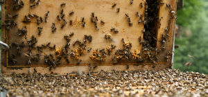 Sakarya'da arıcıların tescilli bal üretimi mesaisi başladı