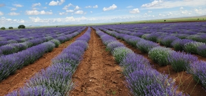 Güneysınır'da tarlalar mor renge dönmeye başladı