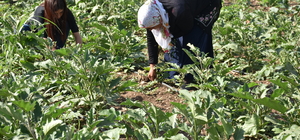 Şırnak'ta 70 çiftçiye dağıtılan 400 bin sebze fidesinden ürün elde edildi