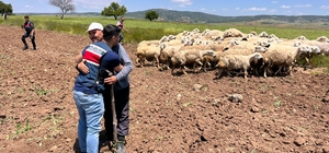 Kırşehir'de arazide kaybolan 65 küçükbaş hayvanı jandarma buldu