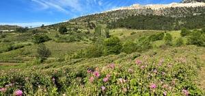 Isparta'daki gül bahçelerinde hasadın son günleri yaşanıyor