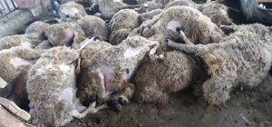 Sivas'ta ağıla giren kurt 59 koyunu telef etti