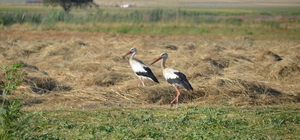 Muş Ovası'nda konaklayan leylekler yavrularını büyütüyor
