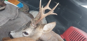 Sivas'ta yaralı karaca koruma altına alındı