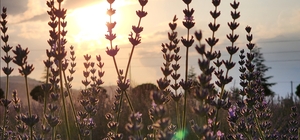 Güneysınır'da lavanta bahçesi ziyaretçilerini ağırlıyor