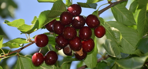 Afyonkarahisar'da fiyat düşüşü nedeniyle dün duran ihracatlık kiraz alımı y...