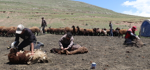 Sinek Yaylası'nda göçerler "koyun kırkma" mesaisine başladı