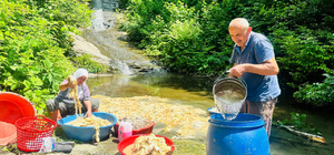 Ordu'da koyun yünü yatak ve yorgan yapmak için hazırlanıyor