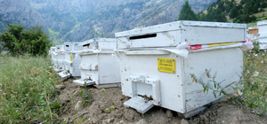 Bal ormanları ile zenginleşen bitki örtüsü arıların üretimini artırdı