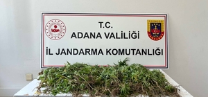 Adana'da 2 bin 55 kök Hint keneviri ele geçirildi