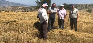 Laçin'de hububat hasadı yapan biçerdöverler dane kaybına karşı denetlendi