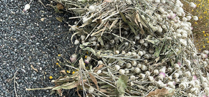 Kaçak pamuk dikeni bitkisi toplatan şüpheliye 244 bin lira ceza kesildi