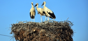 Binlerce kilometreden gelen leyleklere köylüler "ev sahipliği" yapıyor
