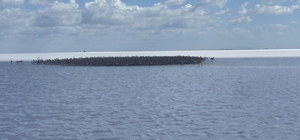 Flamingo yavruları Tuz Gölü'nde büyüyor