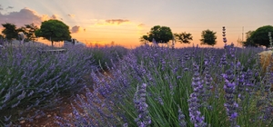 Güneysınır ilçesinin Lavanta Bahçeleri açılışı bekliyor