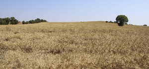 Uşak'ta 70 bin hektar alanda buğday hasadı başladı