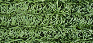 Manisalı üreticiler mısıra alternatif olan şeker sorgumu üretiminden memnun