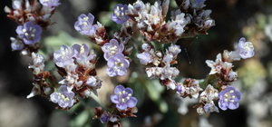 Sadece temmuzda çiçek açan Anadolu Yer Kuduz Otu'na "akademik" koruma
