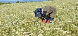 Türkiye'nin kekik üretim merkezi Denizli'de hasat başladı