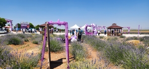 Güneysınır'da lavanta bahçeleri açıldı