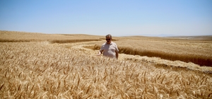 BBP Genel Başkanı Destici, Eskişehir'de biçerdöverle buğday hasadı yaptı: