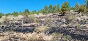 Aksaray'daki anız yangını ormanlık alana zarar verdi